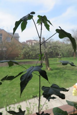Brachychiton acerifolius - brachychiton javorolistý - tříletý semenáček